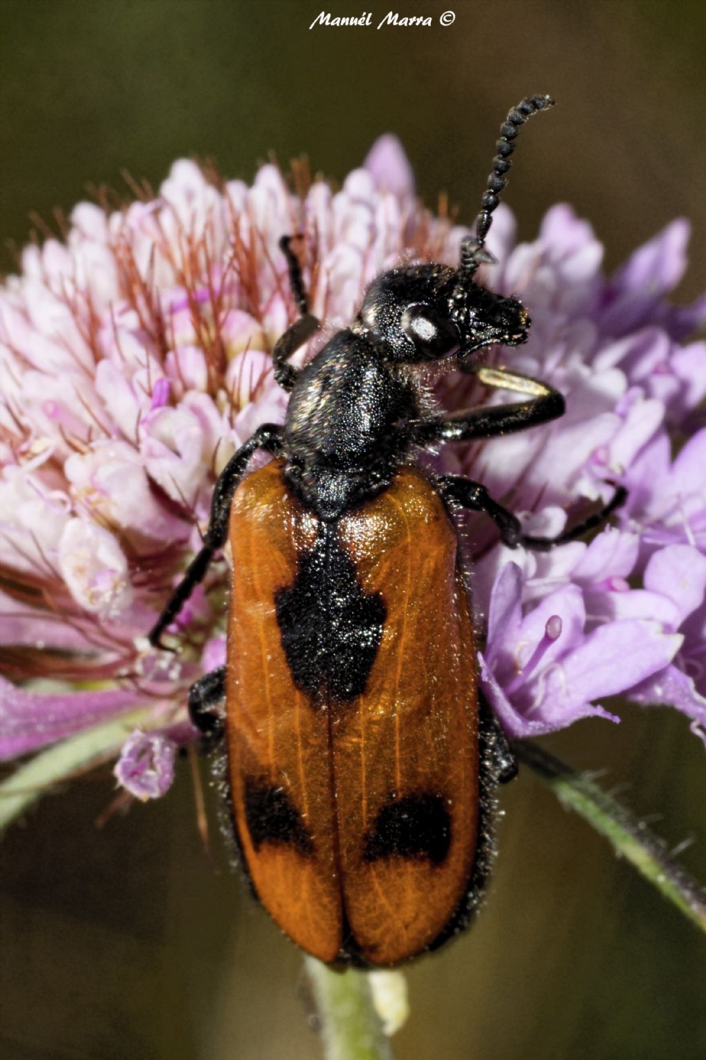 Meloidae: Lydus trimaculatus